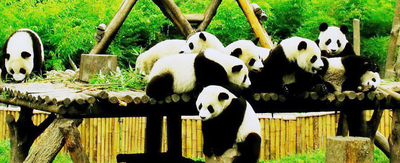 Family China Tours Family China Tours