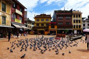 Pigeon in Chimi Lhakhang