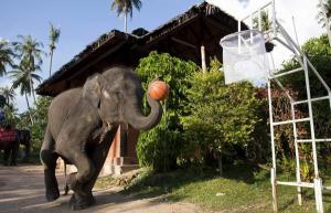 Elephant Playing Basketball