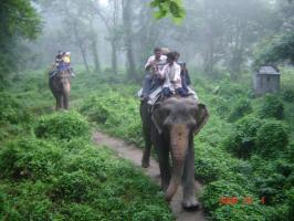 Elephant Safari in Forest