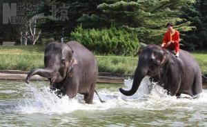 Elephant Safari in Water