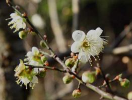 National Forest Park Peach Blossom