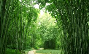 National Forest Park Bamboo Grove