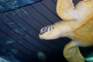 Shenzhen Ocean World Turtle
