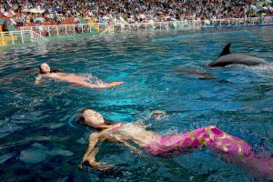 Shenzhen Safari Wildlife Park Dolphin Performance