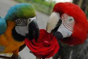 Shenzhen Safari Wildlife Park Parrot