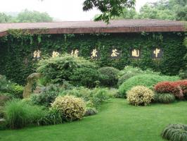 China Tea Museum Landscape