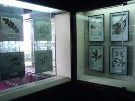 Hu Qing Yu Tang TCM Museum Specimen