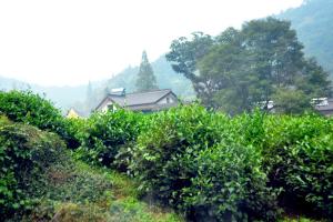Mei Jia Wu Tea Village Tour China