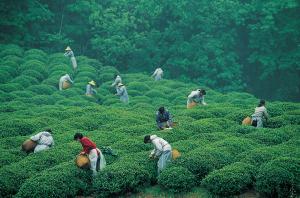 Mei Jia Wu Tea Village Tea Plucking