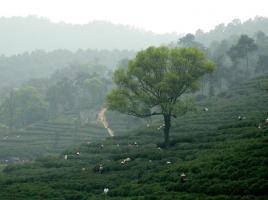 Mei Jia Wu Tea Village Landscape