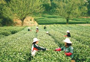 Mei Jia Wu Tea Village Tea Filed