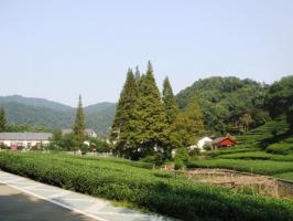 Mei Jia Wu Tea Field Scenery
