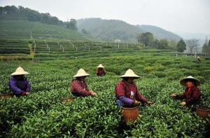 Hangzhou Mei Jia Wu Tea Village Scene