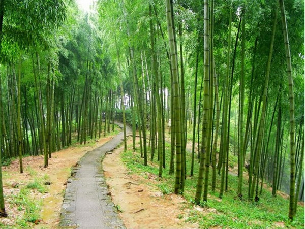 Moganshan Mountain Bamboo