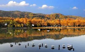 Xixi Wetlands Autumn