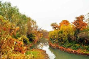 Xixi Wetlands Autumn Scenery
