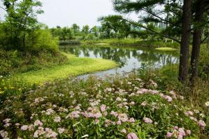 Xixi Wetlands Charming Scenery