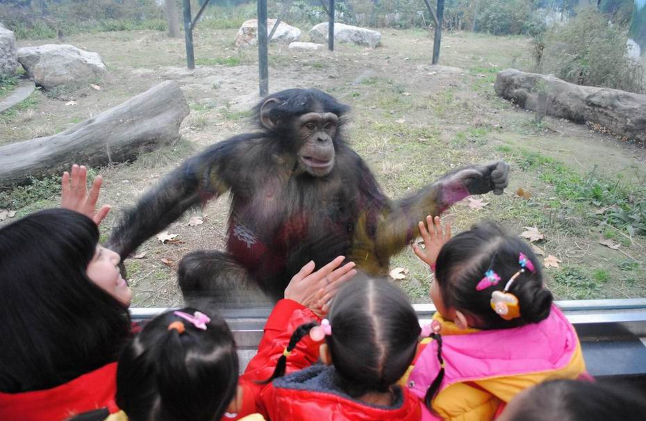 Visiting Chengdu Zoo