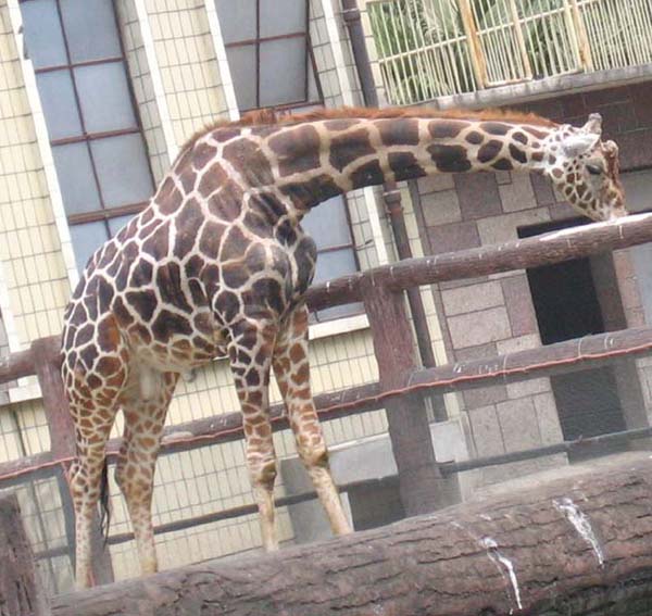 Chengdu Zoo Giraffe