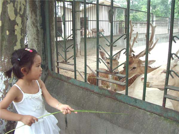 Chengdu Zoo In China