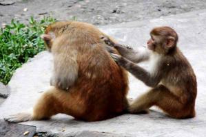 Chengdu Zoo Monkey