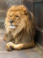 Chengdu Zoo Lion