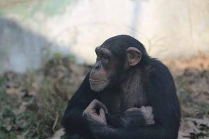 Chengdu Zoo Orangutan