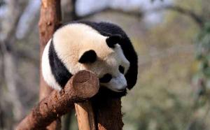Chengdu Zoo Panda