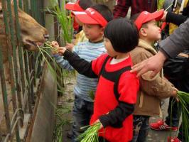 Chengdu Zoo Breeding Animal