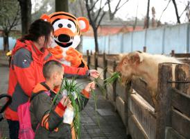 Chengdu Zoo Breeding Goat