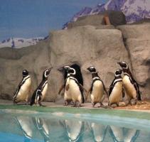 Chengdu Zoo Penguins