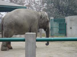 Chengdu Zoo Elephant