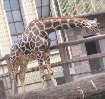 Chengdu Zoo Giraffe