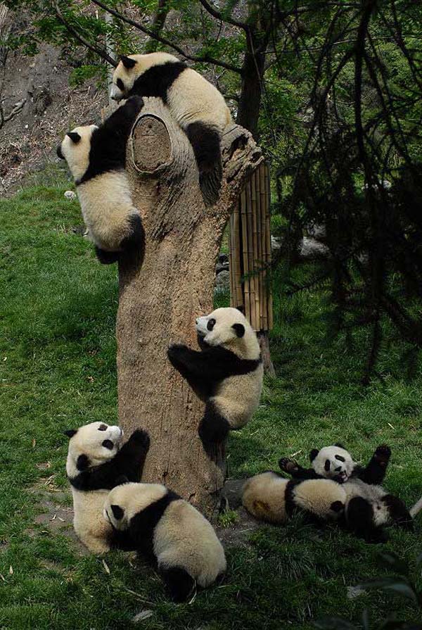 China Chengdu Panda Base 