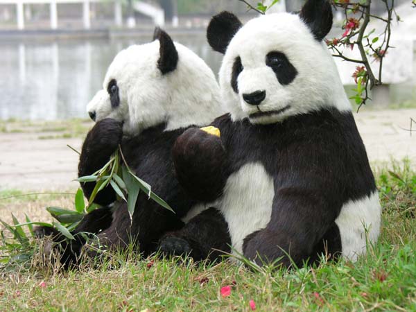 Chengdu Giant Panda Base 