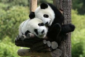 Chengdu Panda Base China Tour