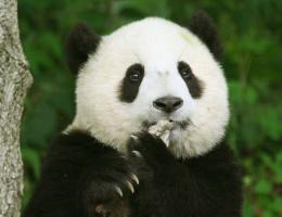 Chengdu Research Base Of Giant Panda Breeding