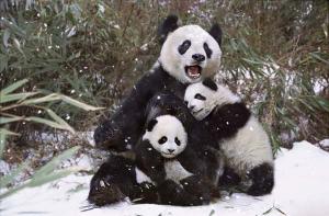 Chengdu Panda Base Panda Family