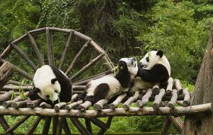 Chengdu Panda Base Playing Games