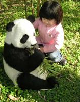 Chengdu Panda Base Breeding Panda