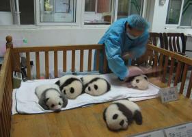 Chengdu Panda Research Base 
