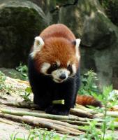 Chengdu Panda Base Lesser Panda