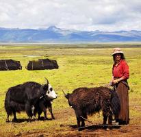 Garze Hailuogou Valley Yaks And Shepherd