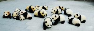 Wolong Panda Base Panda Cubs