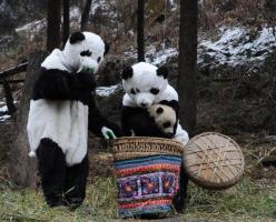 Chengdu Wolong Panda Base