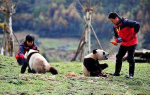 Wolong Giant Panda Breeding Base