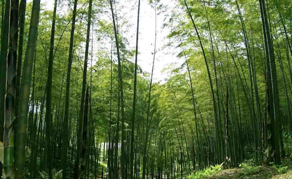 Southern Shu Bamboo Sea In China