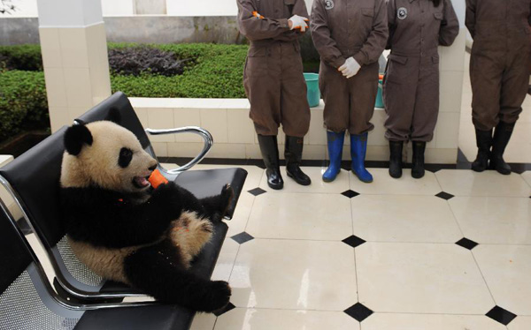 Yaan Bifengxia Panda Base Eating
