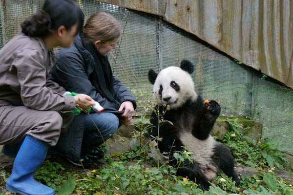 Yaan Bifengxia Panda Base Of China